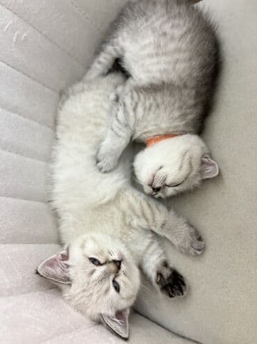 Akvariumlar: Şotland, Erkək, Dişi, Ünvandan götürmə — 2