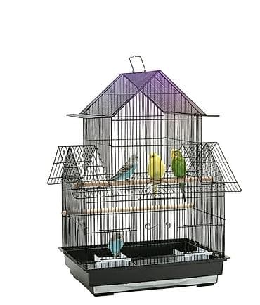 poodle satışı: ✨ Seri rəngli hazır elquşları satışda! 🐦✨ Fərqli rənglər və gözəl — 5