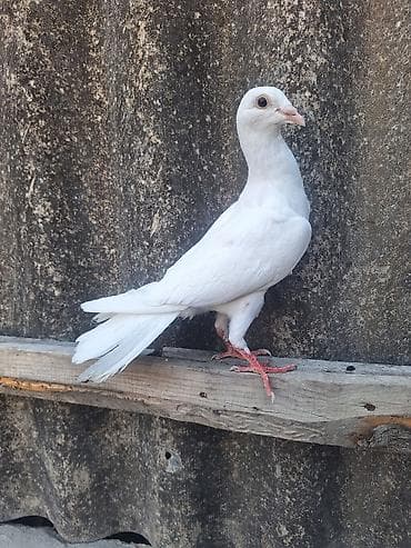 goyercin bazari: Ağ Dırakon Satlır xoruza oxşayır bir tayın qacıb diyə bunda satıram — 5