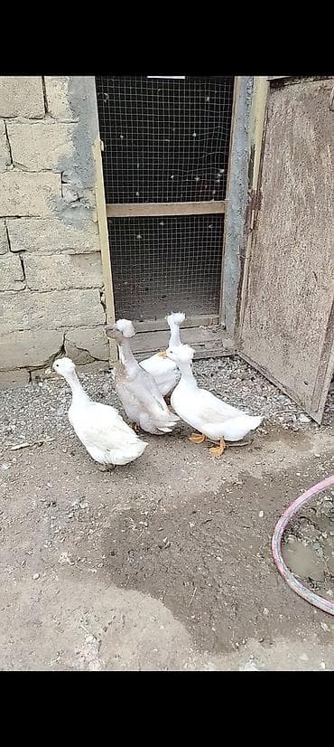 Cütbaşlı (toqquzbaş) bəzək ördəkləri – ağ və açıq boz rənglər - lalafo.az -da Cütbaşlı (toqquzbaş) bəzək ördəkləri – ağ və açıq boz rənglər -