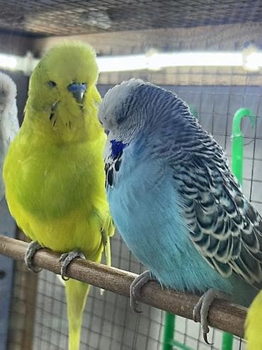 Salam.
Çex Papuqaylar satılır,içlərində hazır cütdə var — 7