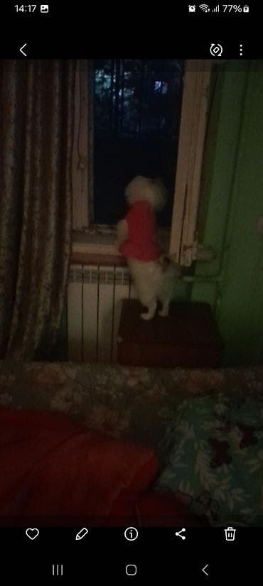 quru cörek: Pekines, 10 ay, Peyvəndli — 6