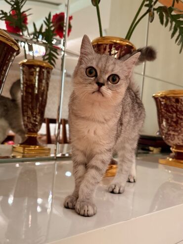 голд шиншилла: Шиншилла, Самка — 1