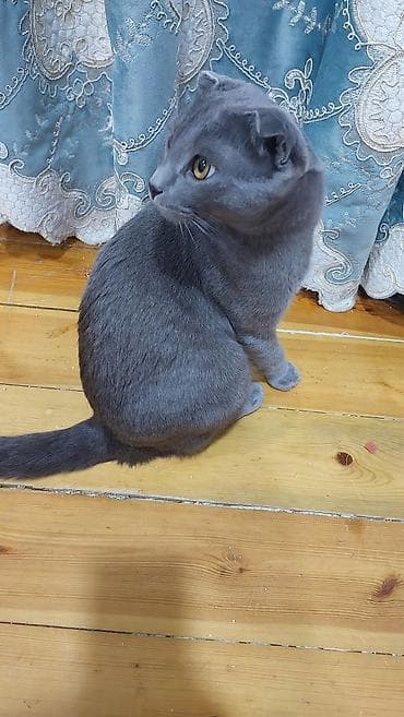 husky balasi satilir: Şotland yastı qulaq, Erkək, Yaxşı əllərə, Ödənişli çatdırılma — 2