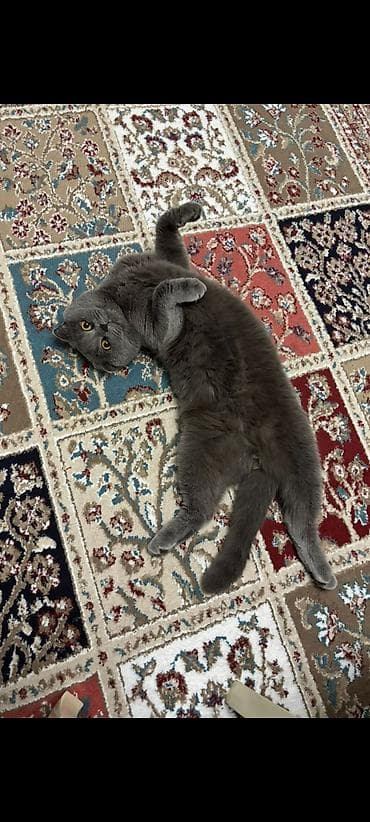 pişik cütləşmə: Şotland yastı qulaq, Erkək — 3