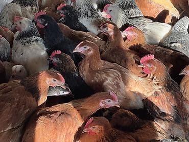 berde mal bazari 2020: ŞƏKİ DAXİLİNDƏ çatdırılma mümkündür Yetişmiş heyvanlardır. Çəkisi — 10