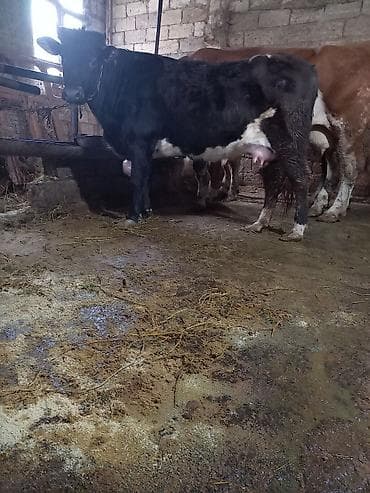 Toyuqlar: 1 ci Balaya Bogaz Martin 5 i dogacag .süni mayalanma olunub — 1