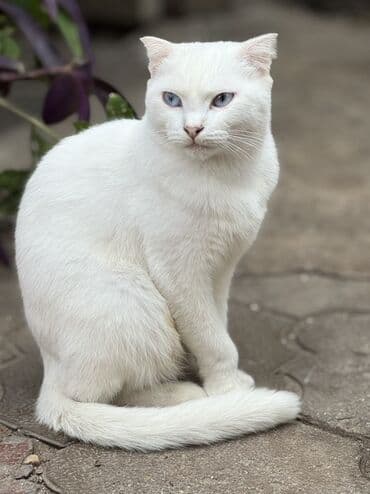 сколько стоит котенок: Şotland pişik və balaları Ana və 2 balası Balalarin hər biri 50 azn — 1