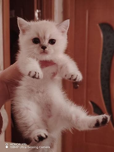 naxcivan heyvan elanlari: Şinşilla — 2