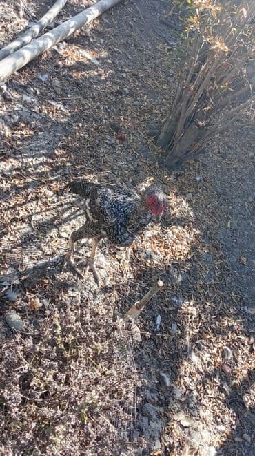 pulsuz itlerin verilmesi: Məhsul: Uzunboyun, güclü ayaqlı, iri cüssəli döyüş tipli xoruz — 2
