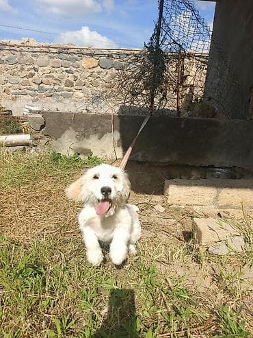pulsuz it type 1: Koker spaniyel, 3 ay, Erkek, Peyvəndli, Ünvandan götürmə — 5