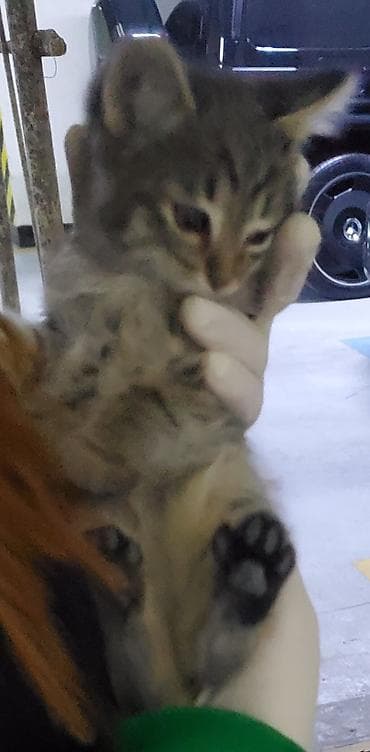 anqora pisik: Tabbi, Erkək, Dişi, Yaxşı əllərə, Ünvandan götürmə, Pulsuz çatdırılma — 5