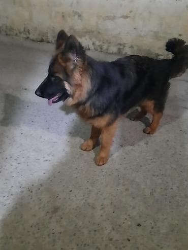 heyvan hekimi: Alman çoban iti, 6 ay, Dişi, Sənədli, Ünvandan götürmə — 4