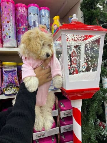 аксессуары для крупных собак: Mini it it üçün qız rəngində kombinezon - Rəng: Krem rəngi - — 2