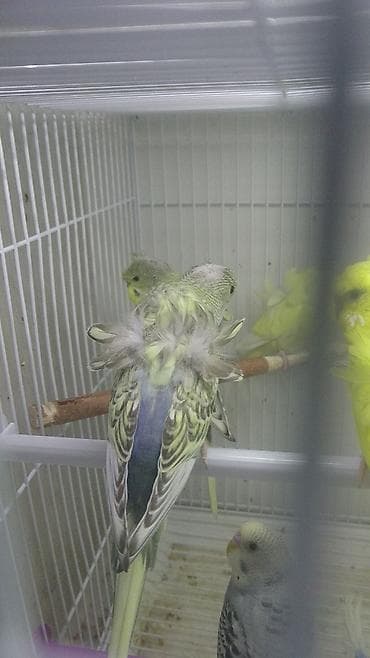 doberman balasi satilir: Yanaqsiz karellalar və yaponi̇clər satişdadi
yaponiclər cüt 80 azn — 4