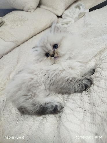 Erkək, Yaxşı əllərə, Pulsuz çatdırılma lalafo.az -da Erkək, Yaxşı əllərə, Pulsuz çatdırılma