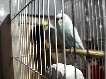 Digər heyvanlar: Bala verən hazır cütlərdi 1dəfə bala alınıb pula ehtiyyac olduğu üçün — 3