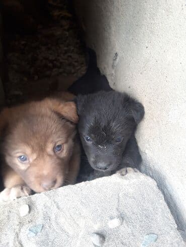 afcarka bala: Zvonok — 2