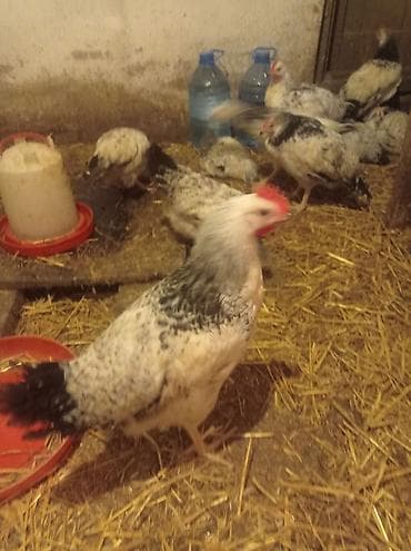 cins dana: Salam eziz heyvan heveskarları.tam sağlam heyet şeraitinde boyudulmuş — 3