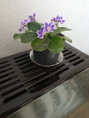 dibcək gulləri ev gulleri ve adlari: Bənövşə (Afrika bənövşəsi) – bənövşəyi çiçəkli, xırda dalğalı ləçəklər — 2