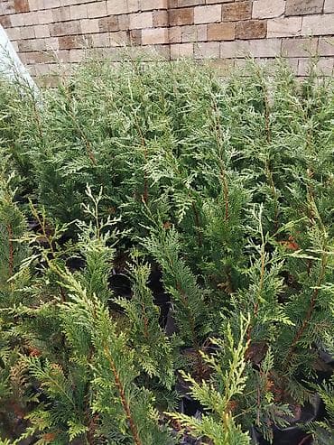 bitki toxumlari: Leylandra şitilləri – həmişəyaşıl, sürətlə böyüyən dekorativ — 3