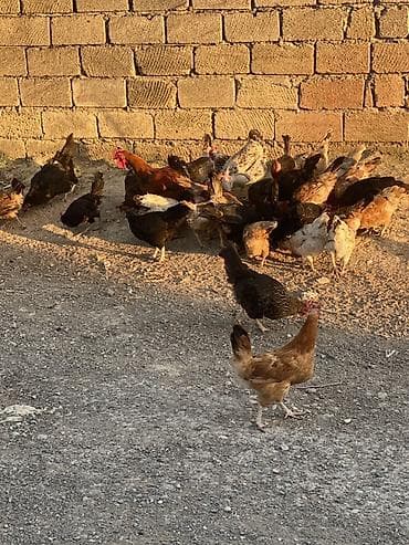 cins at: Yerli kənd toyuqları – qarışıq sürü - Açıq havada sərbəst gəzdirilən — 4