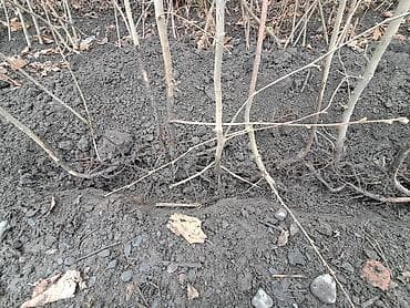 Саженцы деревьев: 🌰 Fındıq tinglərinin satışı 🌱 Satışda sağlam və keyfiyyətli fındıq — 1