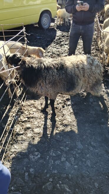 sudluk inekler satışı: Самец, лет: 1, 55 кг, Для разведения, Платная доставка — 2