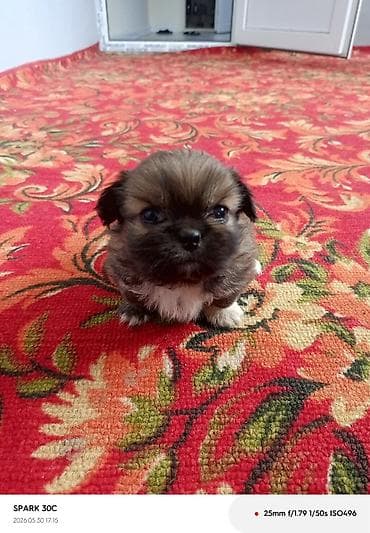 it alanlar: Pekines — 1