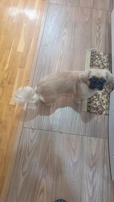 pekinez qiymeti: Pekines — 3