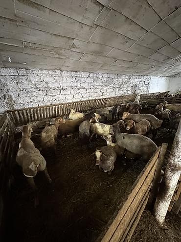 diri quzu: Quzu, Erkək, ay: 5, 35 kq, Ətlik, Ünvandan götürmə — 5
