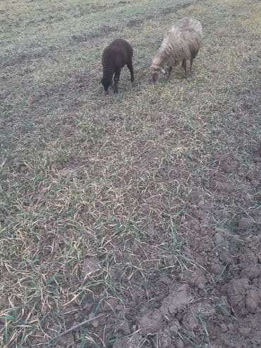 K/t heyvanları üçün mallar: 5 ci qardı dişdəri əladı balsı erkəydi ciddi şəxslər zəngin vursun — 5