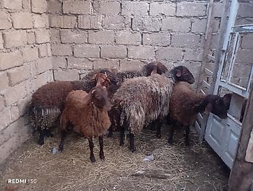 Digər heyvanlar: Qoyun sürüsü – yerli ətlik/yunlu tip - Rəng: tünd qəhvəyi və qara — 4