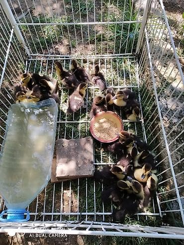 balaca it: Lal və macar ördək balaları satılır.15 günlük ördəklərdir.Ünvan — 2