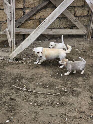 it şəkilləri: Zvanok, çubuş – qarışıq rənglərdə (krem, ağ, boz). Yeməyə — 10