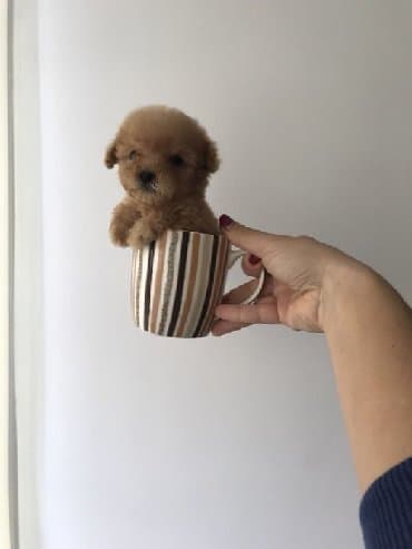 Akvariumlar: Пудель (Pudel) (Poodle) Щенки пуделя. Документы FCI.Будут привиты по — 10