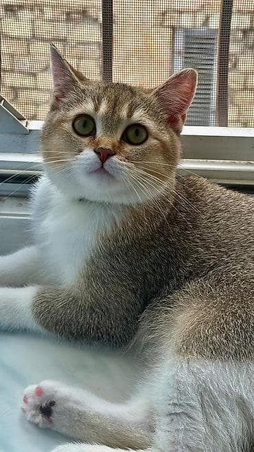 pişik sumkası: Britan — 1