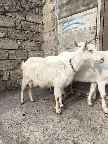 erkəy danalar: Təmiz orginal 3 dənə Sani satılır ikisi balalıdı hərəsin bir balası — 6