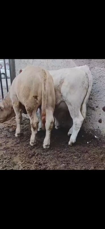 dovşan satışı: Satışda: 2 baş ətlik buzaq - Növ: erkək buzaqlar - Rəng: açıq krem və — 4