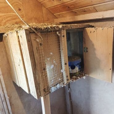 pişik yuvası: Salam Aleykum Quşxana satılır istəyən olsa əlaqə saxlasın .hündürlük — 7