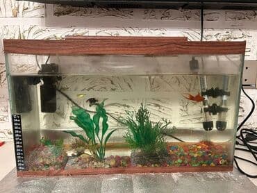 фильтр для аквариума: Şüşə akvarium balıq və su bitkiləri üçün uyğun bir yaşayış mühitidir — 1