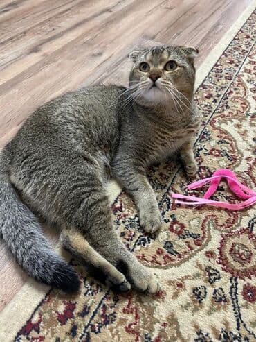 британская шиншилла: Шиншилла, Самец, Для вязки — 2