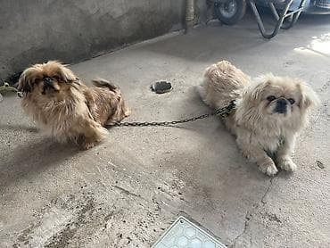 balaca ev itləri: Pekines, 1 il — 1