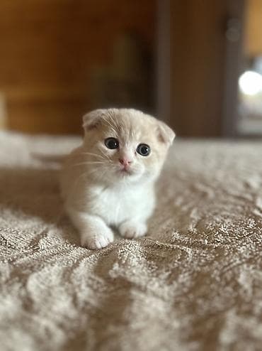 şirin pişiklər: Britan, Erkək — 4