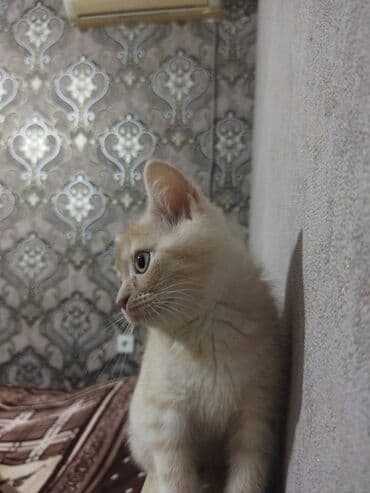 pişik əşyaları: Qızıl şinşilla, Erkək, Ünvandan götürmə, Ödənişli çatdırılma — 2