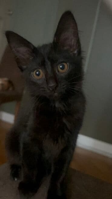 britain pişiyi: Dişi, Yaxşı əllərə, Ünvandan götürmə — 1