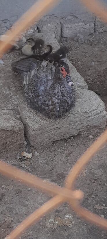 ruan ordək: Muscovy ördəkləri (indo-ördəklər) – müxtəlif rənglərdə sürü - — 3