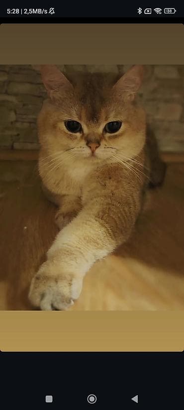 Qızıl şinşilla, Erkək, Cütləşmə üçün lalafo.az -da Qızıl şinşilla, Erkək, Cütləşmə üçün