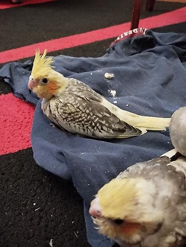 danışan quş: Karella balaları 1 aylıqdır hələ yemə düşməyiblər.Əl ilə bəsləyib ələ — 4