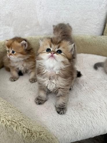 britan pişikləri: Britan — 7